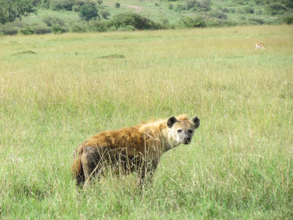 Hyäne Entim Masai Mara Camp