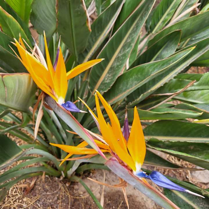 Gartenanlage allsun App.-Hotel Esquinzo Beach
