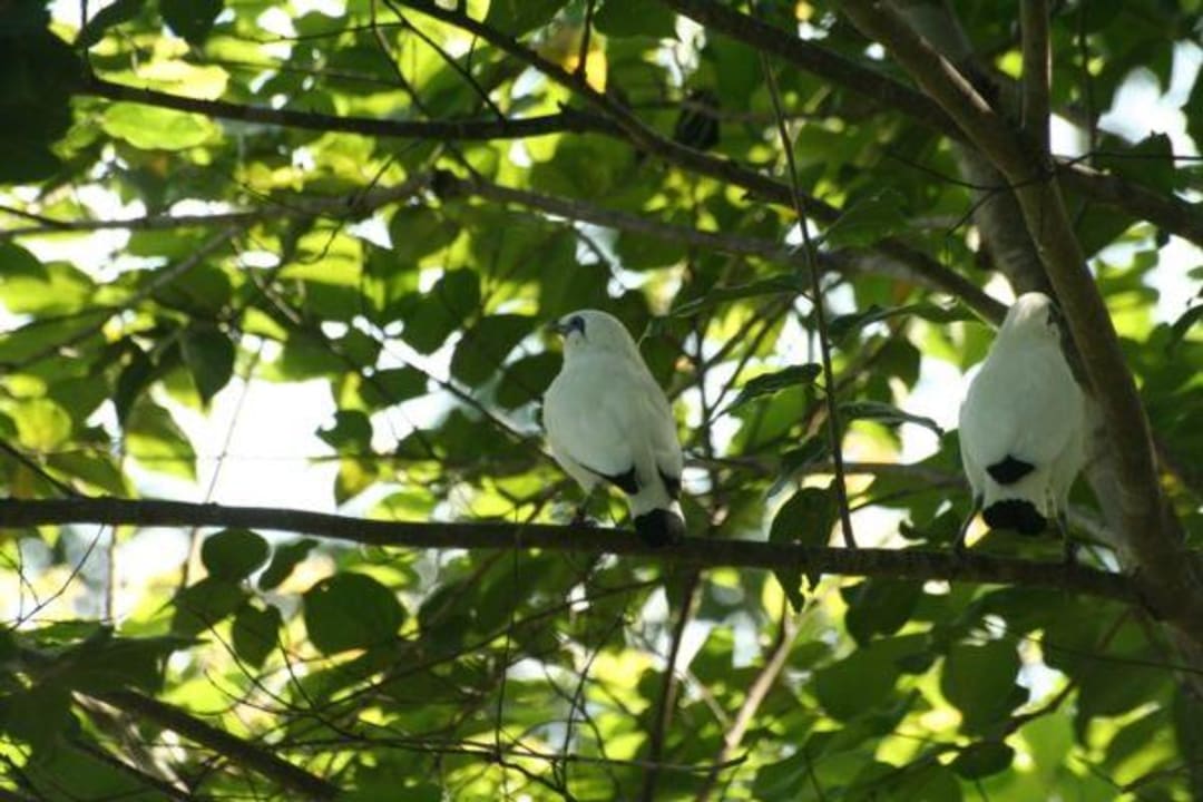 Bali Star Pärchen The Menjangan