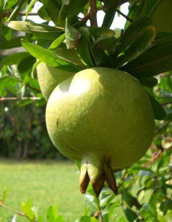 Gartenfrucht Vivosa Apulia Resort