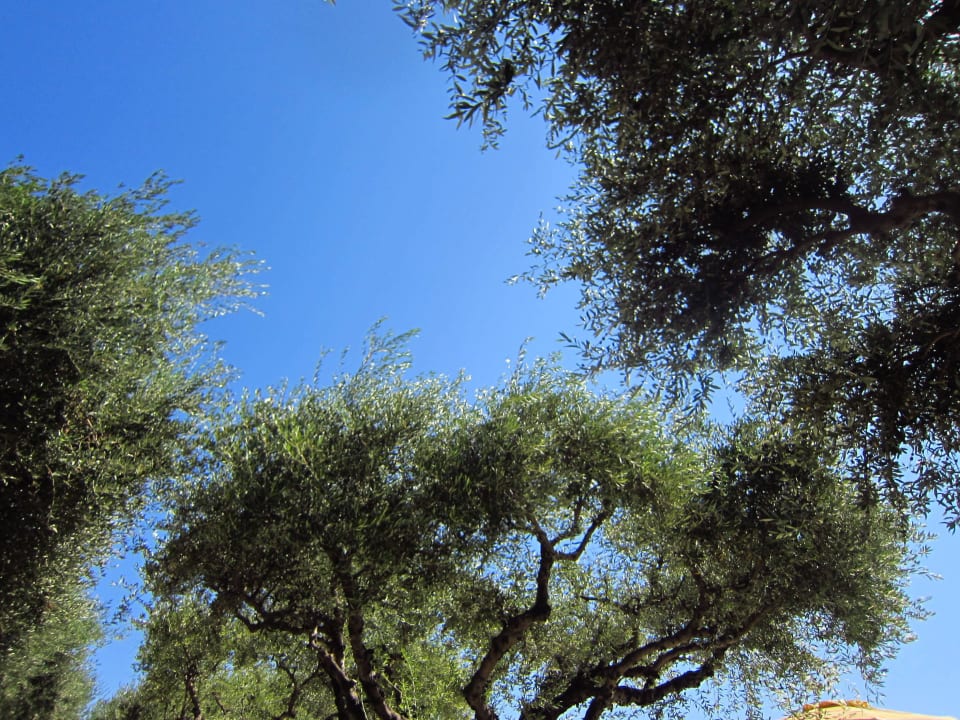 Im Schatten der Olivenbäume TUI KIDS CLUB Alex Beach