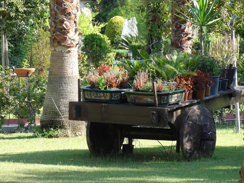 Immer grün Saphir Resort & Spa