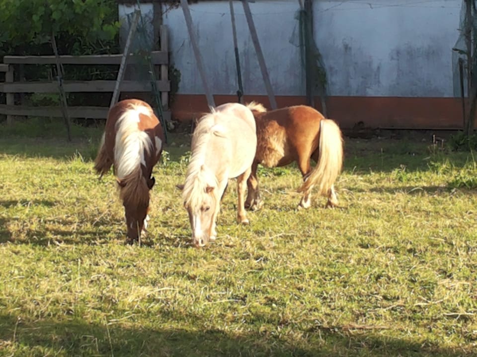 Die Ponys Hotel- Restaurant Werneths Landgasthof Hirschen