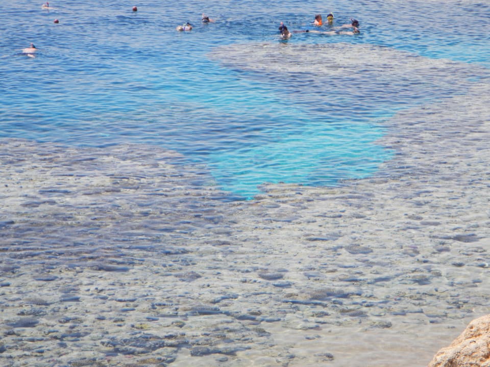Hausriff direkt am Hotelstrand Sharm Plaza