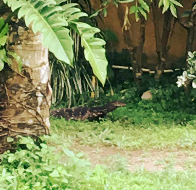 Von der Terrasse, ein Leguan Hotel Tisara Villas