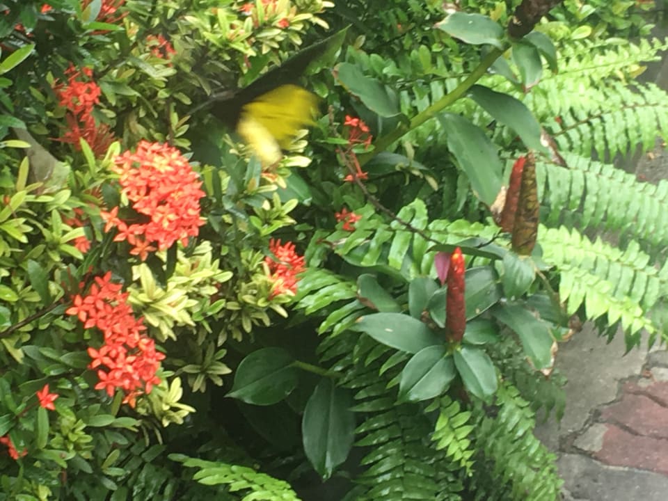 Gartenanlage The Fair House Beach Resort