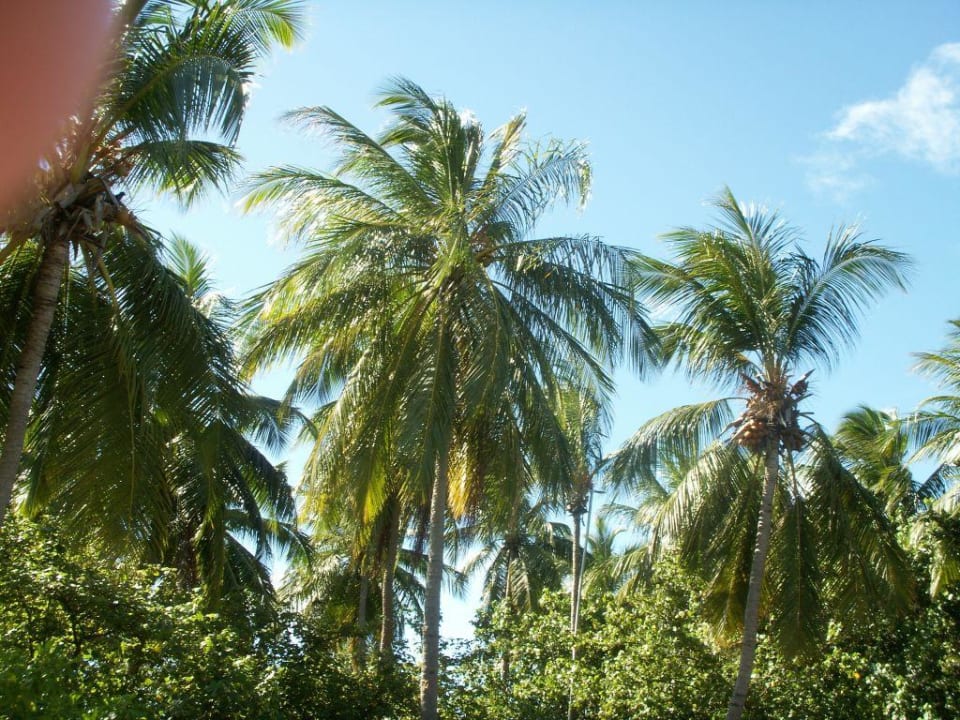 Auf Palmen gibt es hier Komandoo Island Resort & Spa - Adults only