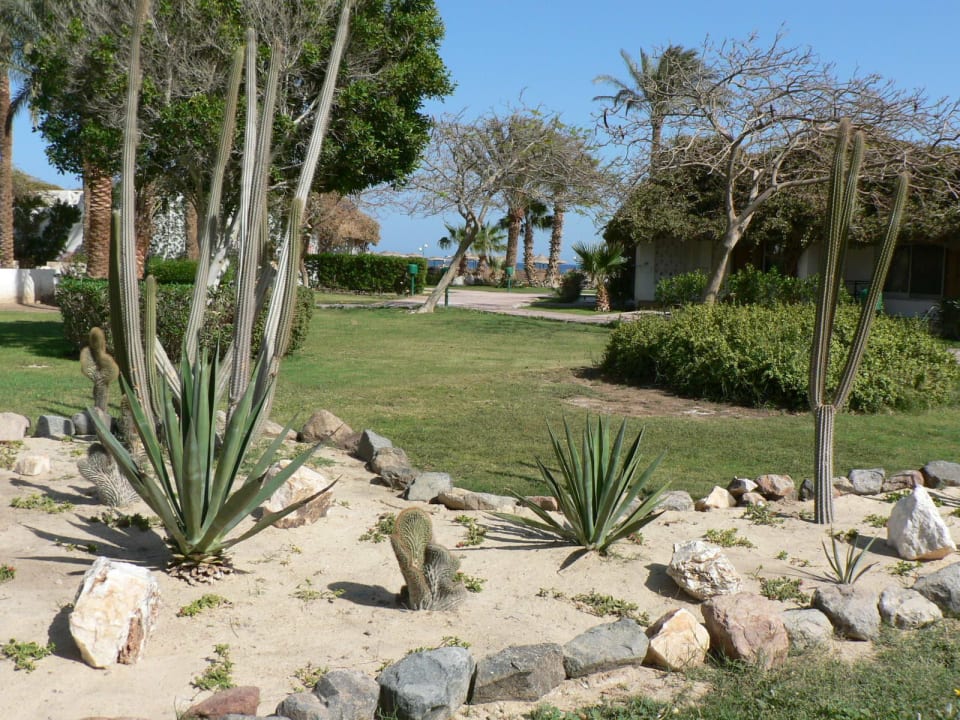... immer gepflegt! Shams Safaga Resort