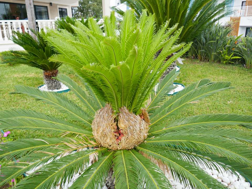 Strand allsun Numa Club Side