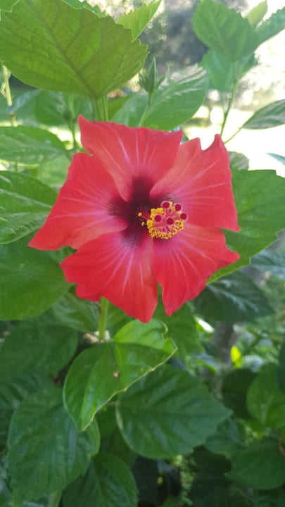 Gartenanlage Labranda Alantur Resort