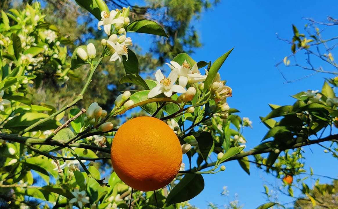 Gartenanlage Arcanus Hotels Sorgun