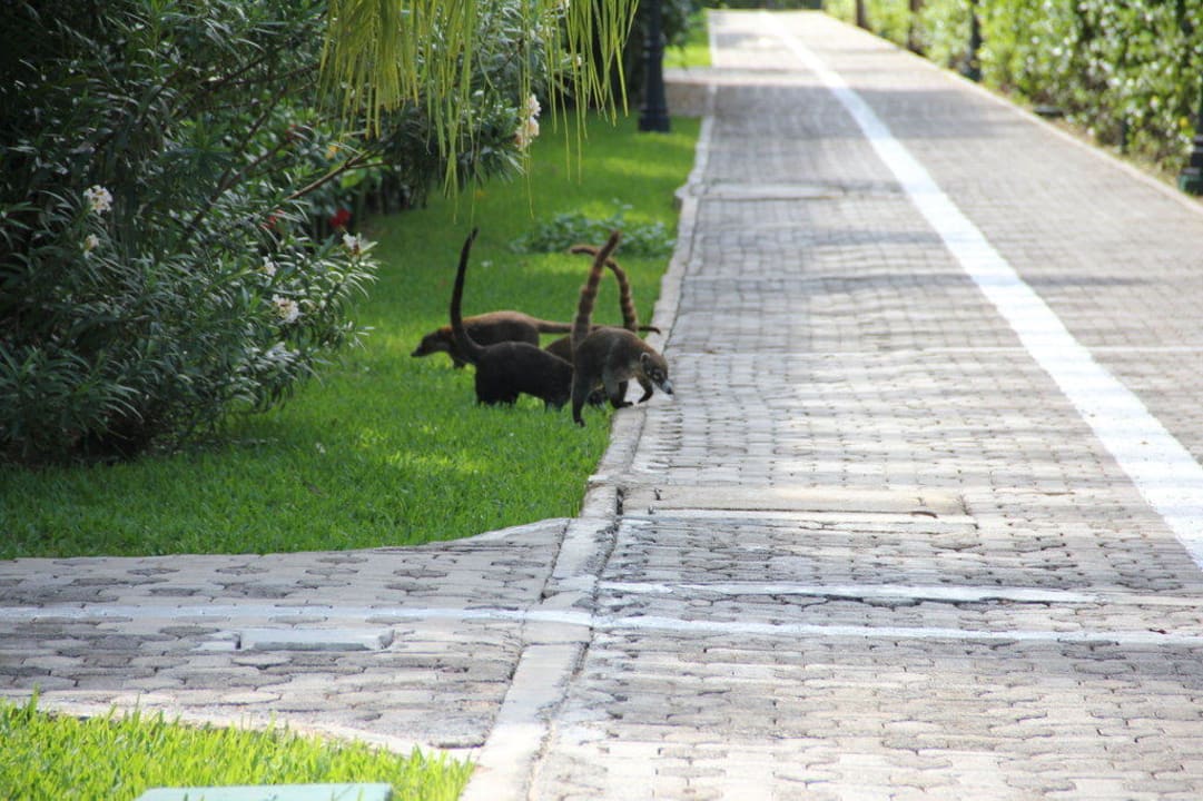 Nasenbären Sandos Playacar Beach Resort