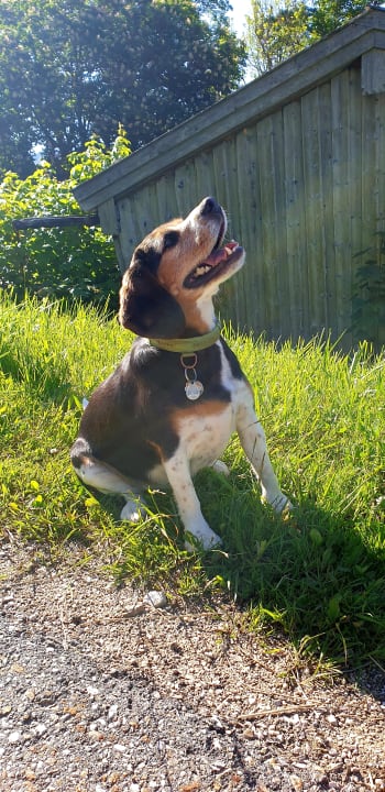 Tiere Ferienwohnung Gröllehen