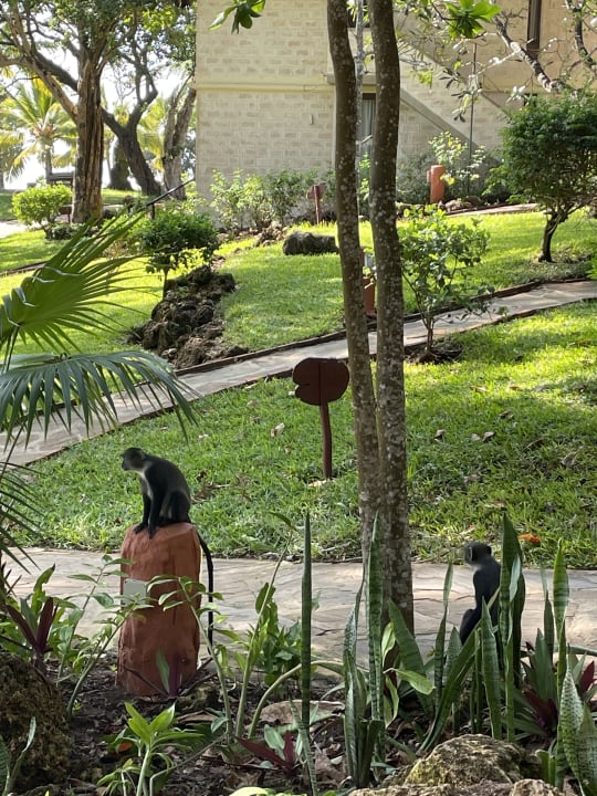 Gartenanlage Baobab Beach Resort & Spa