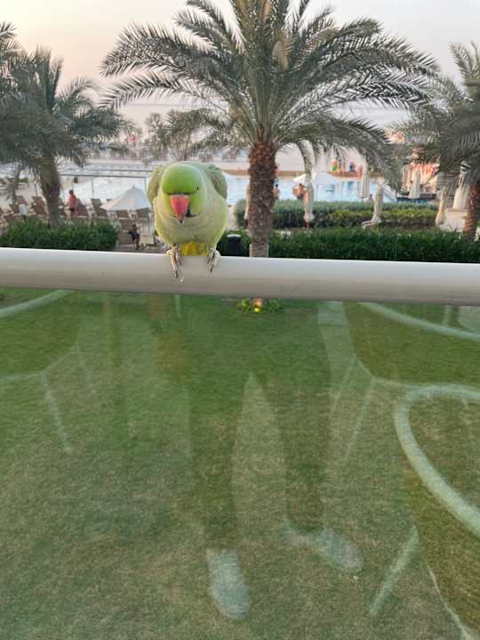Gartenanlage Hotel Riu Dubai