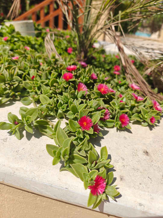 Gartenanlage Makadi Spa - Adults only