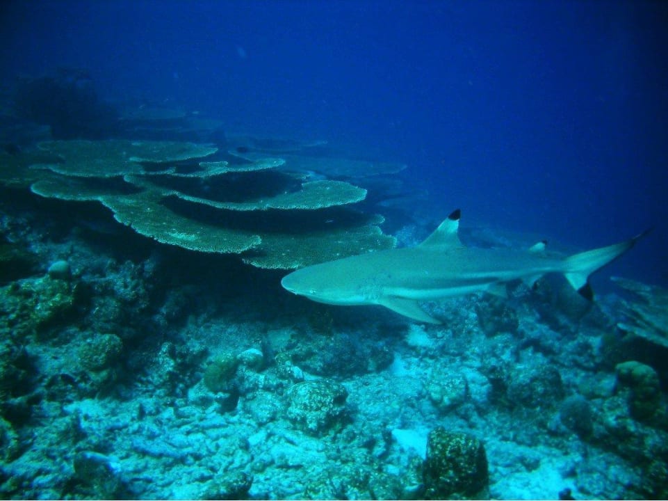 Schwarzspitzen-Riffhai Kuramathi Maldives