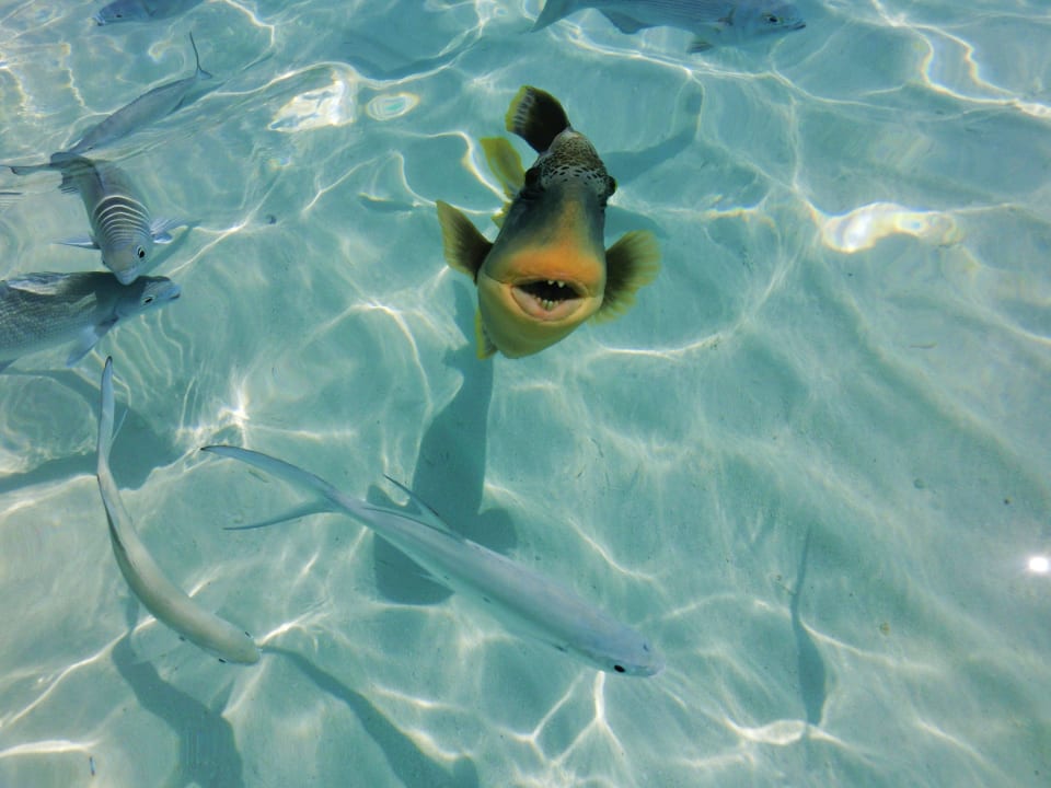 Fische Summer Island Maldives