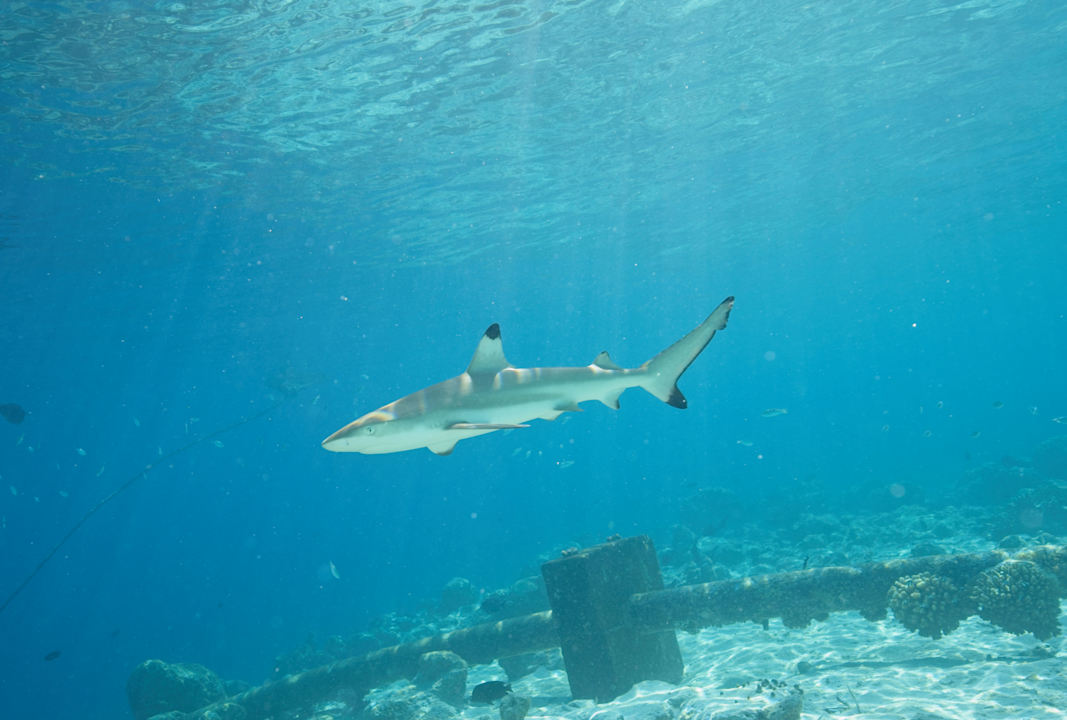 Sport & Freizeit Vilamendhoo Island Resort & Spa