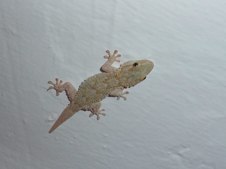 Landestypische Fauna The Orangers Beach Resort and Bungalows