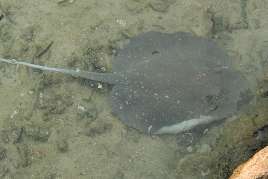 Rochen am Hausriff Adaaran Select Hudhuran Fushi - Premium All Inclusive