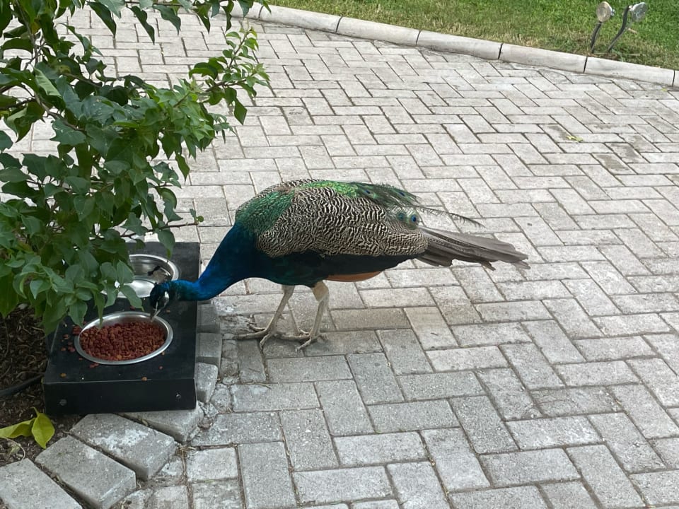 Sonstiges TUI MAGIC LIFE Sarigerme