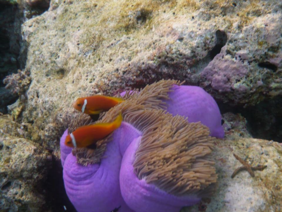 Hausriff Fihalhohi Maldives