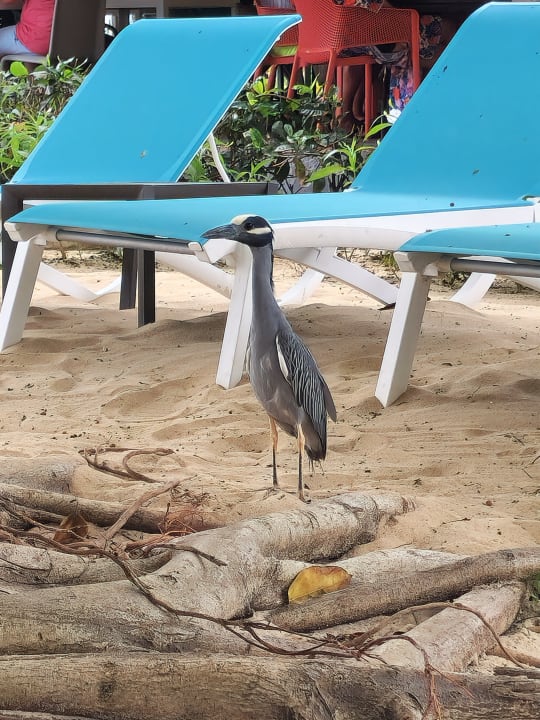 Strand Catalonia Royal La Romana - Adults only