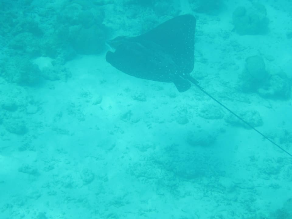 Schnorcheln am Hausriff, Adlerrochen NH Collection Maldives Reethi Resort