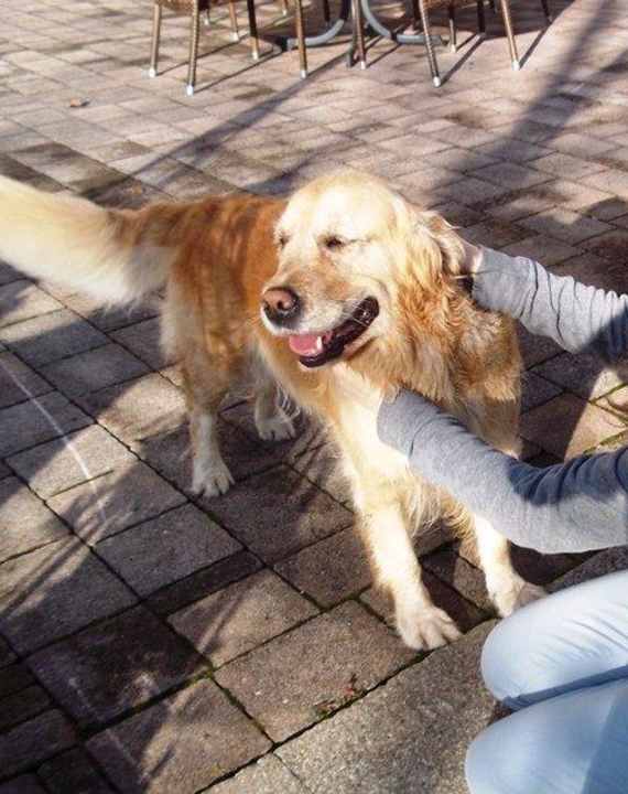Streichelhund Sunny Alphotel Tyrol