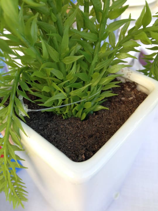 Befestigung Preisschild an Plastikblume Zafiro Palace Alcudia