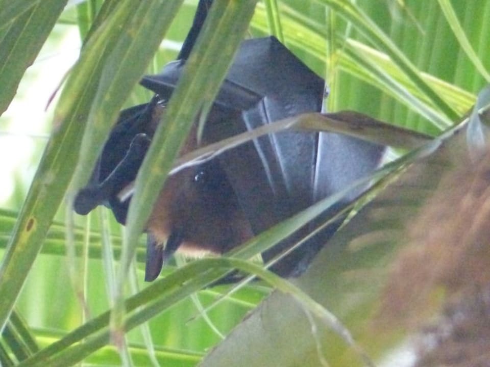 Gartenanlage Meeru Maldives Resort Island