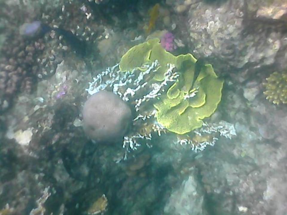 Strand Pickalbatros Citadel Resort