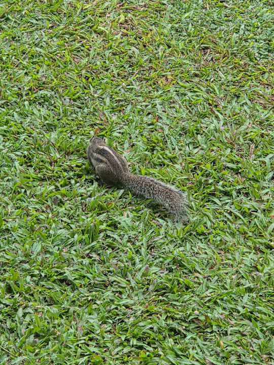 Gartenanlage Mermaid Hotel & Club