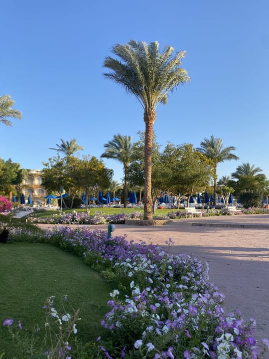 Gartenanlage Desert Rose
