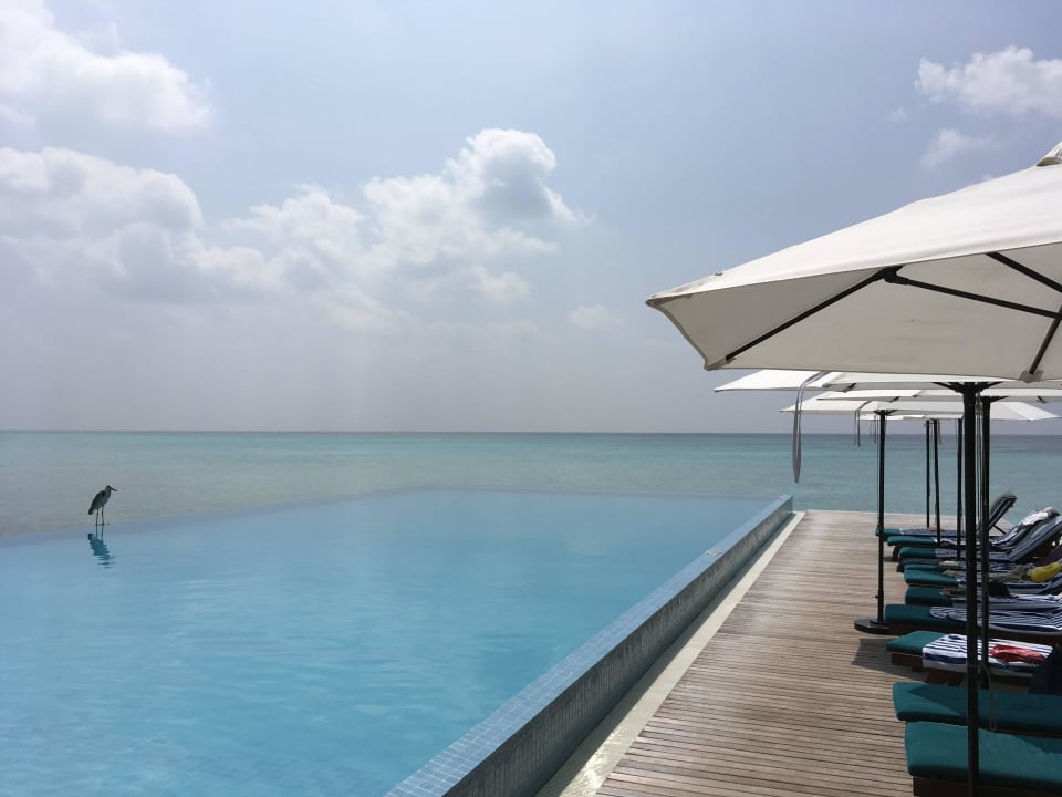 Schöne Poolanlage Summer Island Maldives