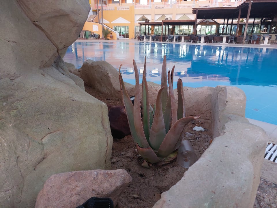 Pool Caribbean World Thalasso Djerba