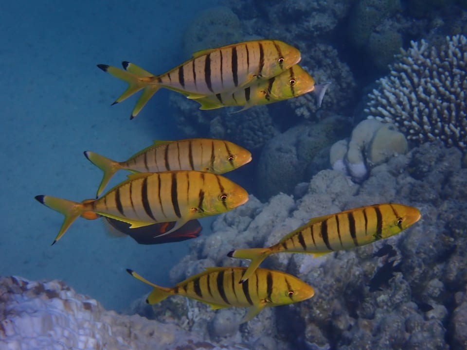 Sport & Freizeit Beach Safari Nubian Resort