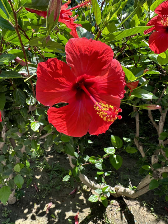 Gartenanlage VONRESORT Golden Beach