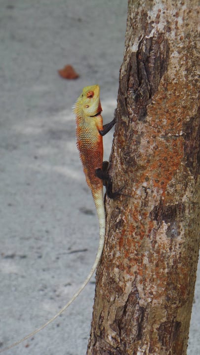 Farbenfrohe Gäste Kuramathi Maldives