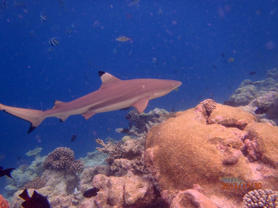 Hai am Hausriff Embudu Village