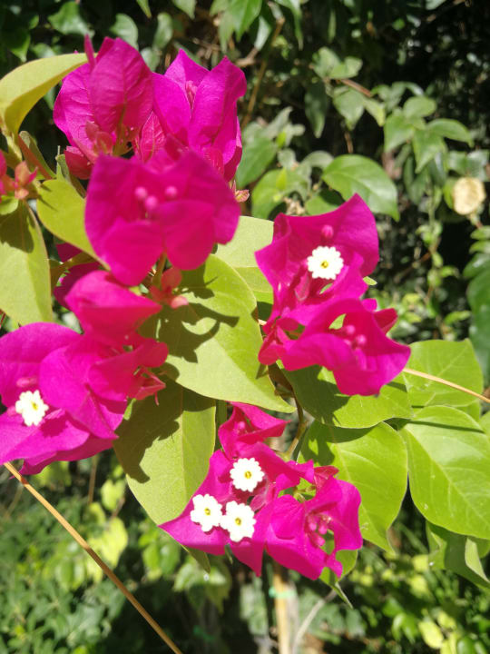 Gartenanlage Ulusoy Kemer Holiday Club