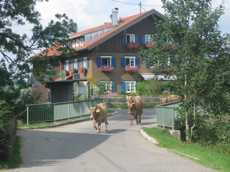 Almabtrieb der Kühe der Familie Vogler Ferienhof Vogler