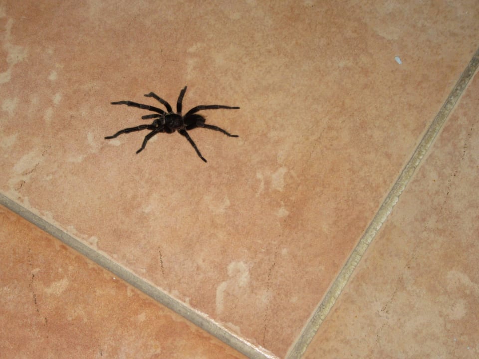 "Kleine Tierchen" Hotel Playa Pesquero