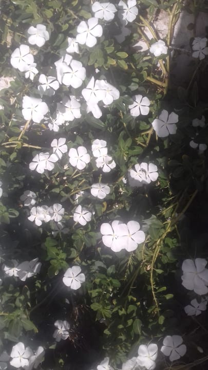 Gartenanlage Hotel Djerba Resort