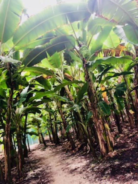 Gartenanlage Adaaran Select Hudhuran Fushi - Premium All Inclusive