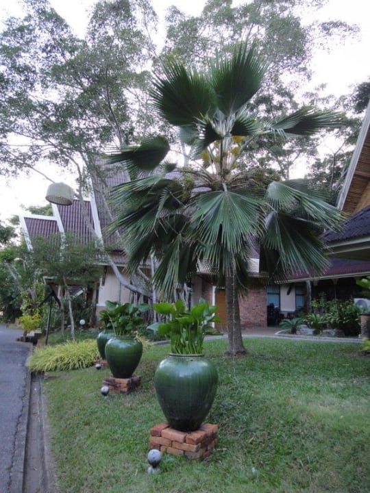 Пальмы у ресепшен Krabi Resort