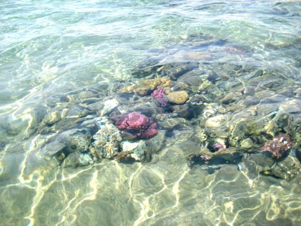 Rafa Menaville Safaga