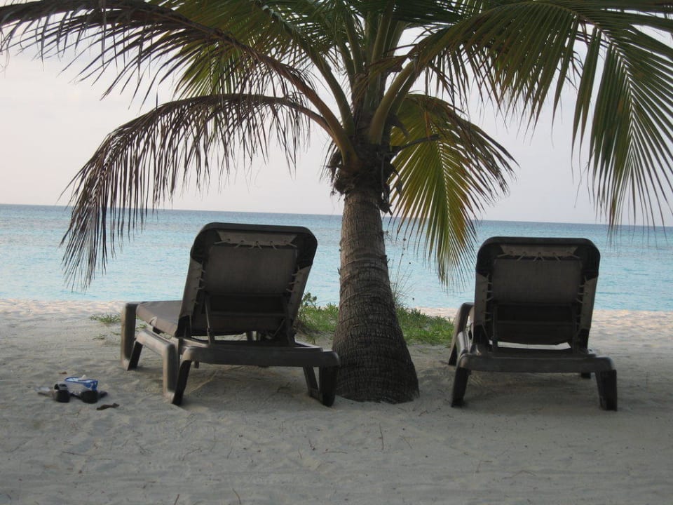 Unsere Strandliegen mit unserer Palme Kuredu Island Resort & Spa