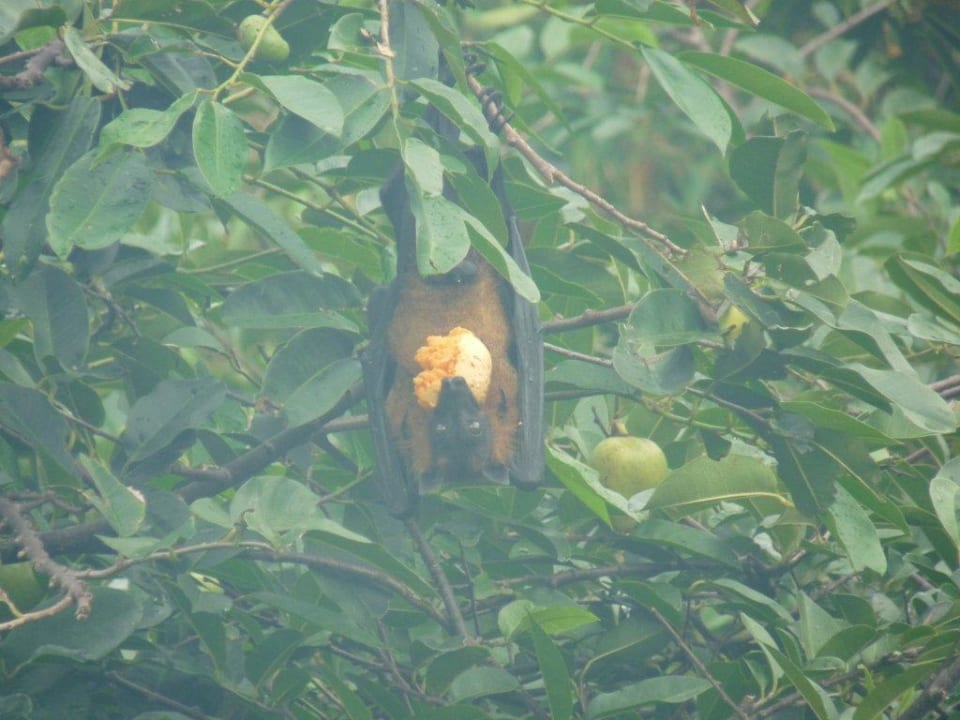 Flughund mit Frucht im Hotelgarten Tangerine Beach Hotel